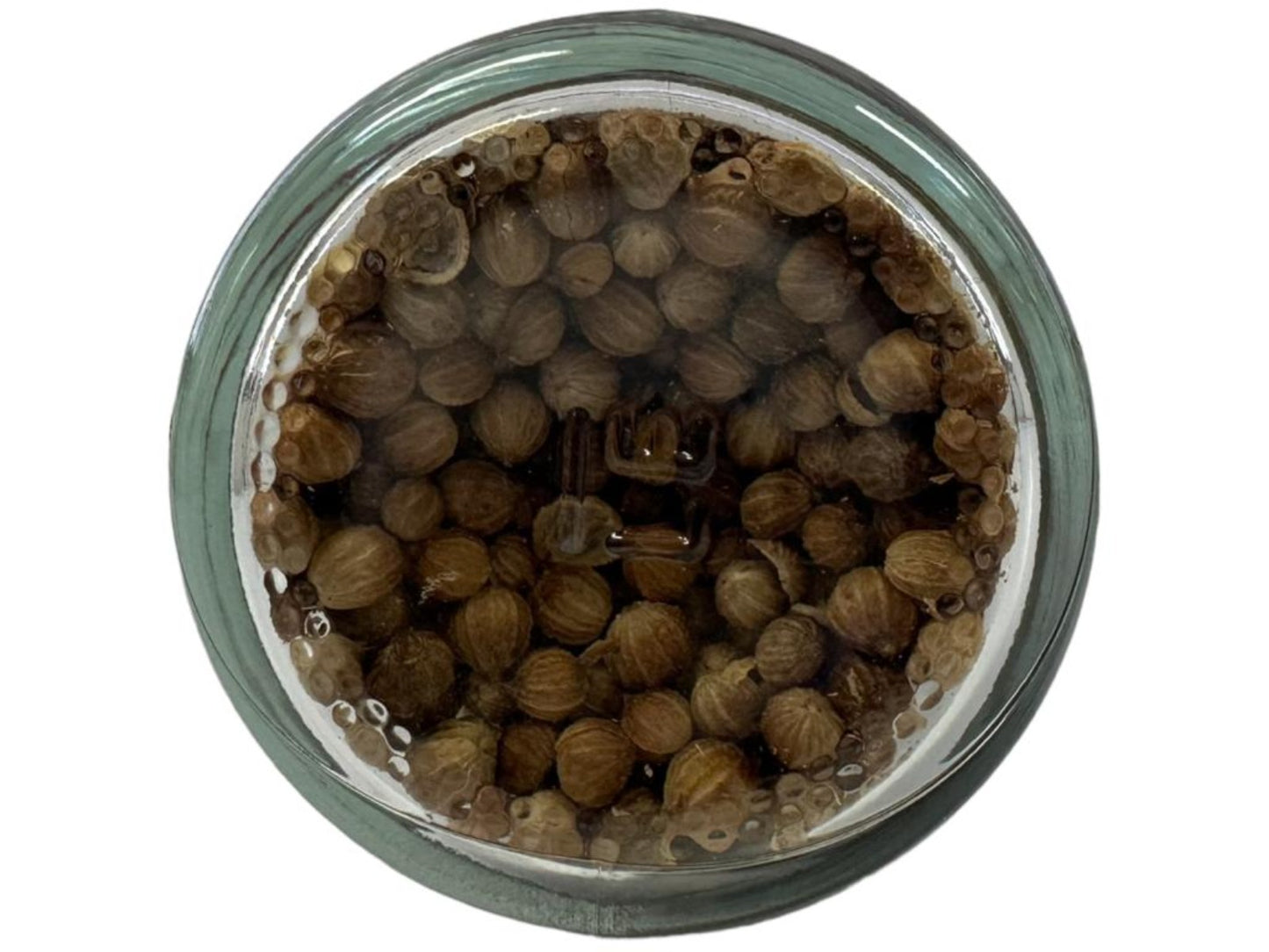 Carmencita Coriander Seeds 26g
